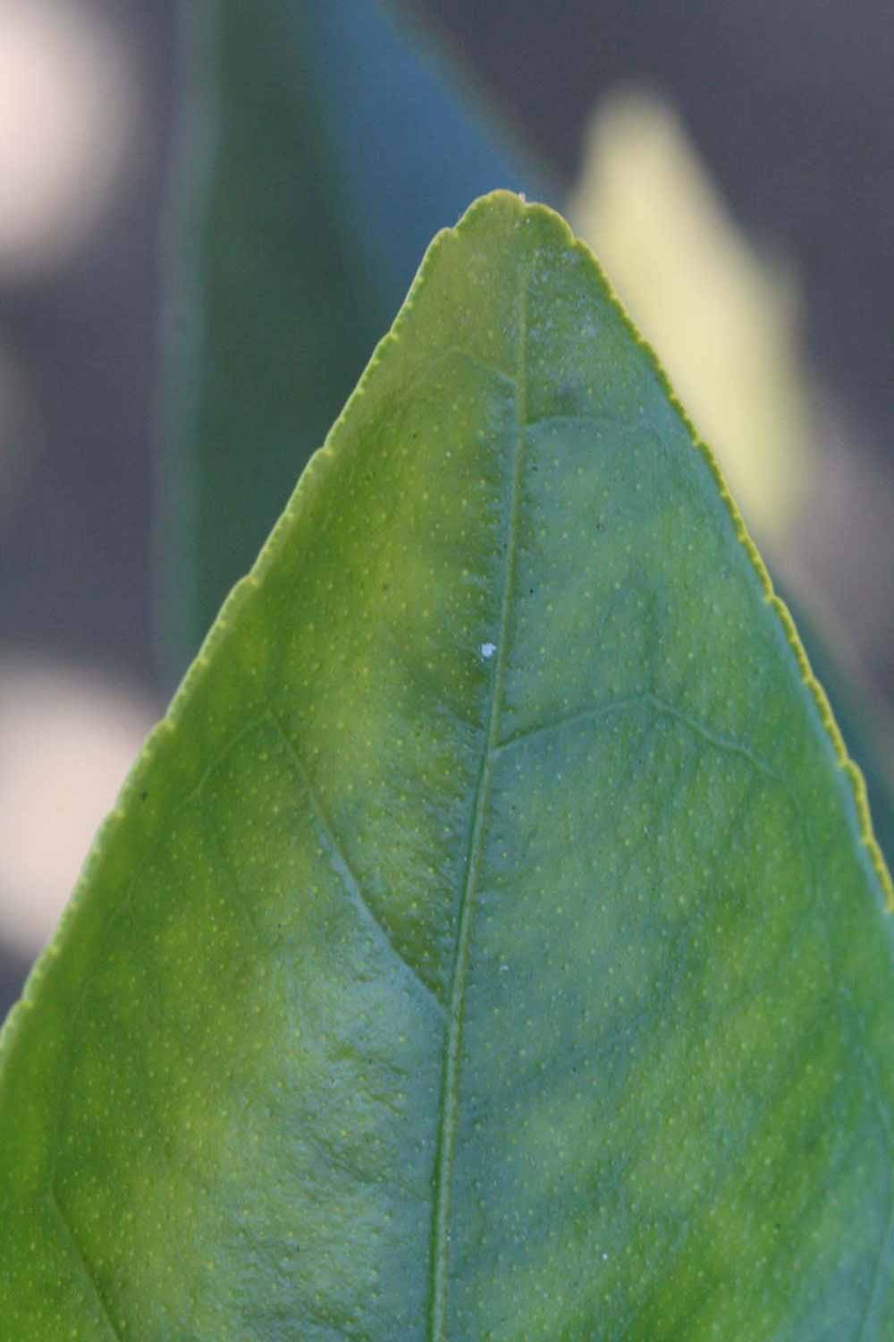              Margin (Riverside, CA)       